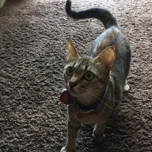 Meet your Posher, Pedro